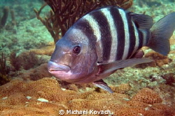 Sheepshead at the Fish Camp Rocks off the beach in Fort L... by Michael Kovach 